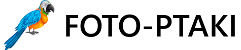 Logo foto-ptaki.pl